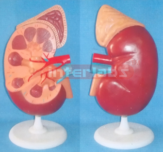 SUPER KIDNEY ANATOMICAL ENLARGED MODEL (2 PCS)